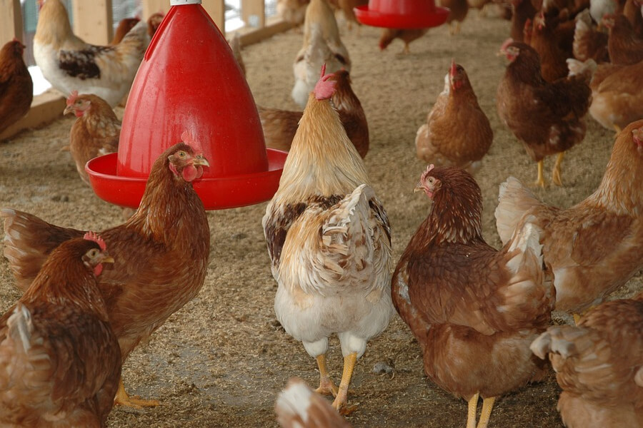 Експорт м'яса птиці за 2022 рік склав понад 500 мільйонів доларів