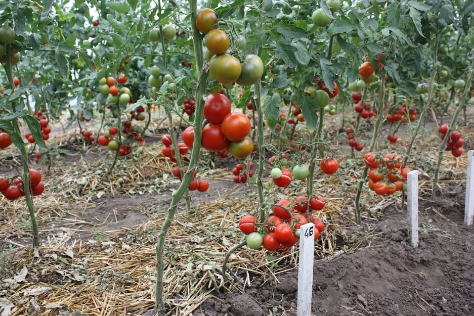 Підживлення допоможе помідорам швидше дозріти — досвід