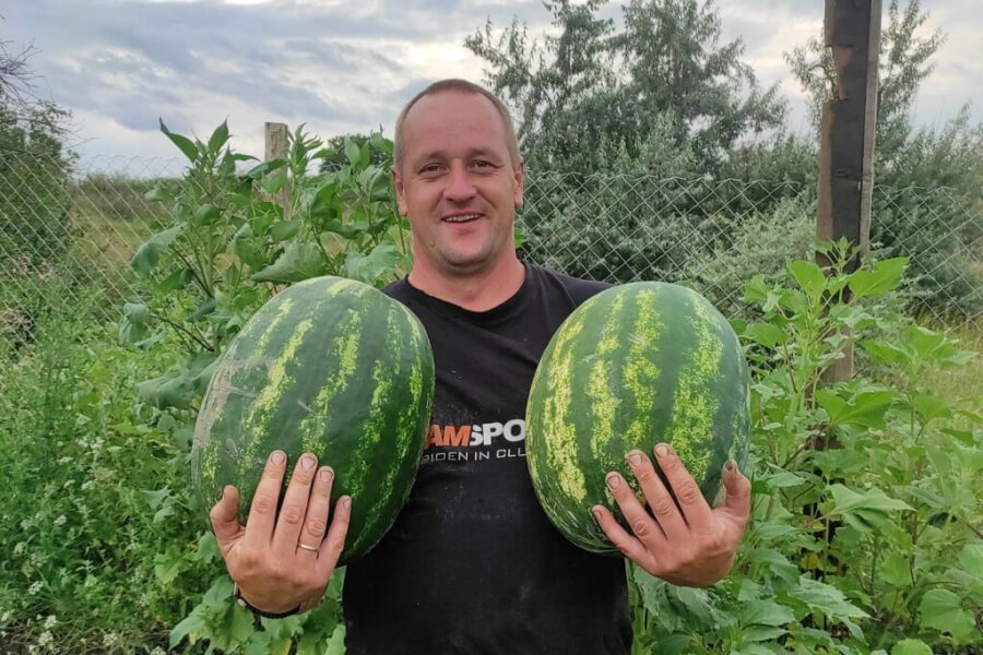 На Черкащині господар вирощує кавуни по 20 кг