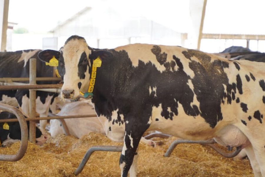 На Сумщині фермери вимушені скоротити виробництво молока