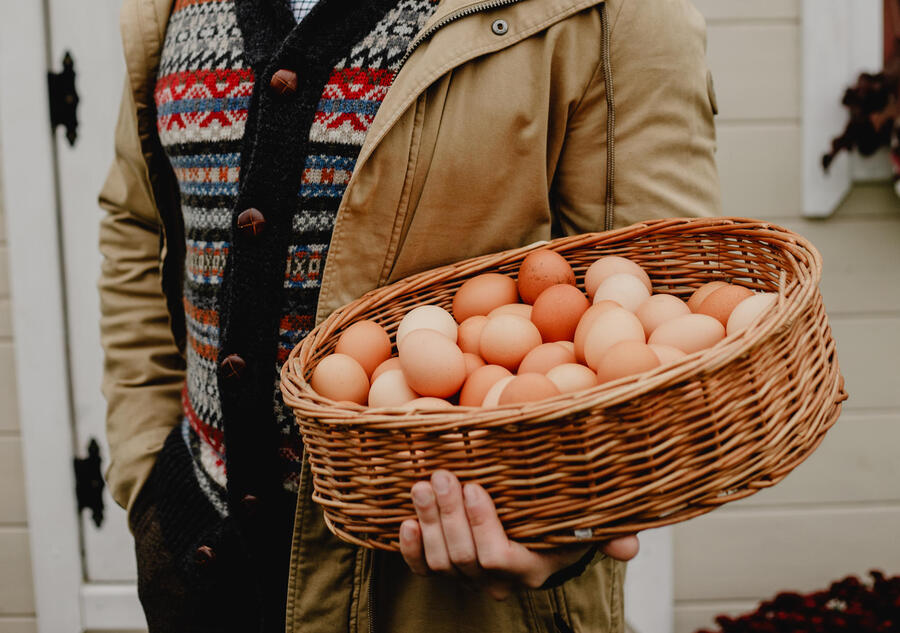 Яйця від агростартапу Яйкос