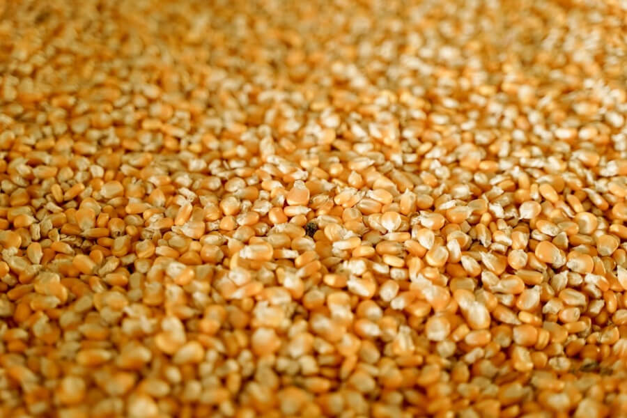 Аграрії Миколаївщини отримали посівний матеріал кукурудзи від Bayer