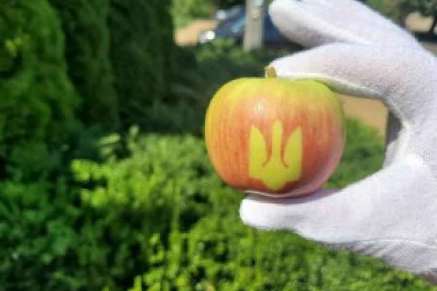 До дня Незалежності на Вінниччині виростили яблука із зображенням тризуба