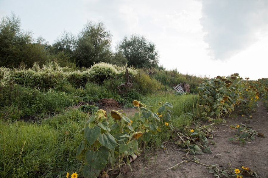 На Одещині град знищив поле соняшнику