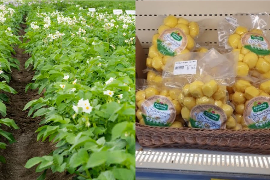 Переробка картоплі