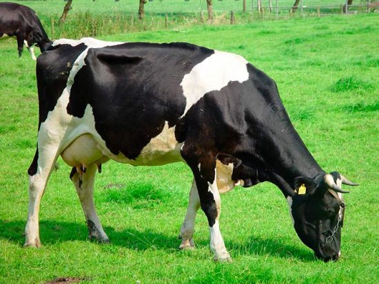 Чорно-ряба корова