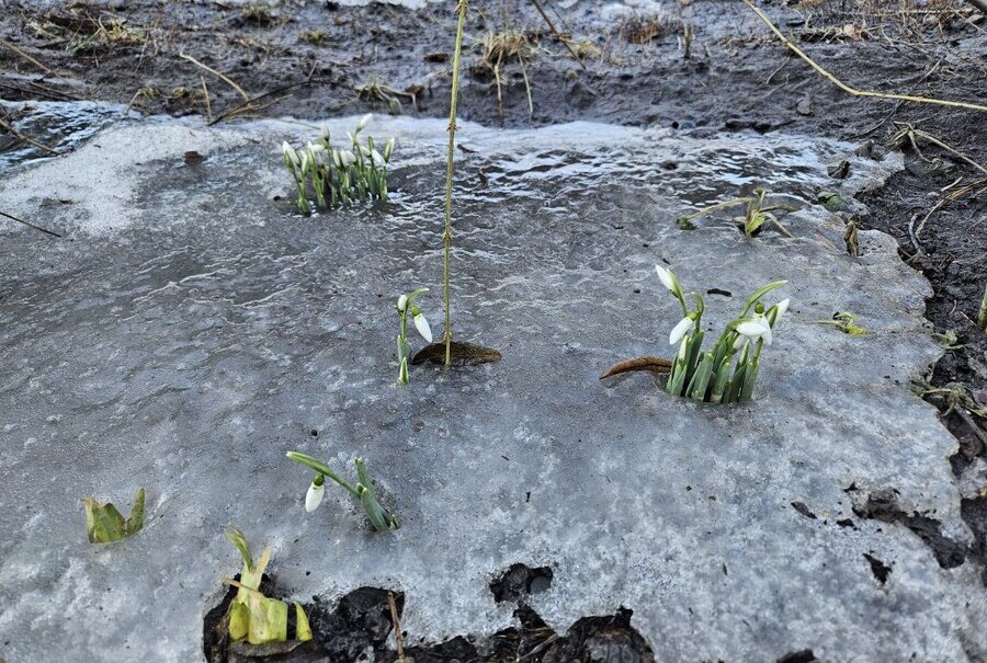 Весняні роботи в садах України 10 березня: погода дозволяє обробку дерев і кущів