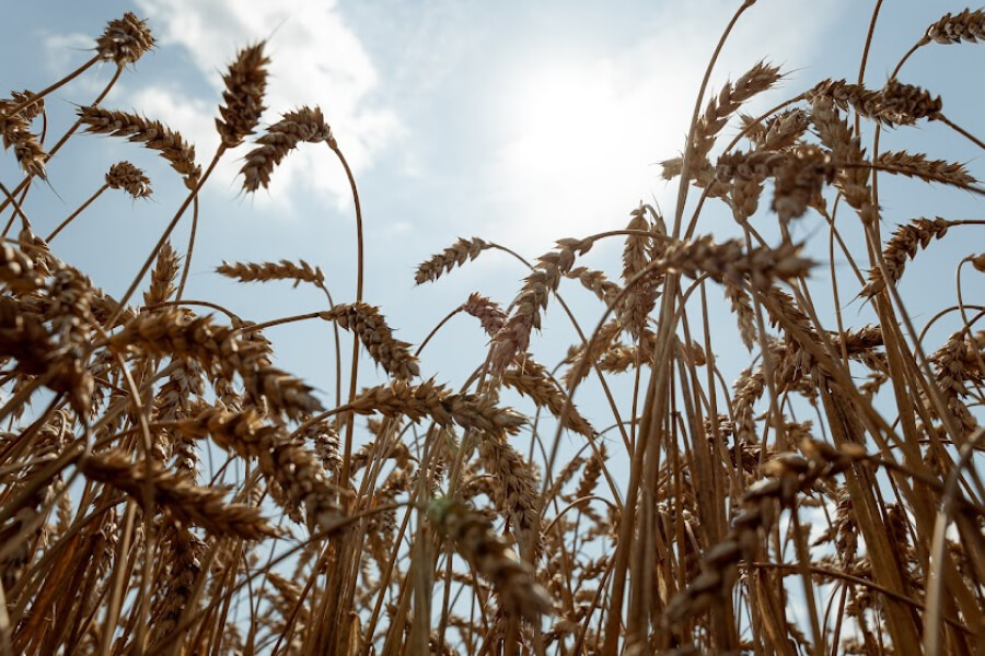 Фермери Дніпропетровщини отримали 400 тонн насіння пшениці