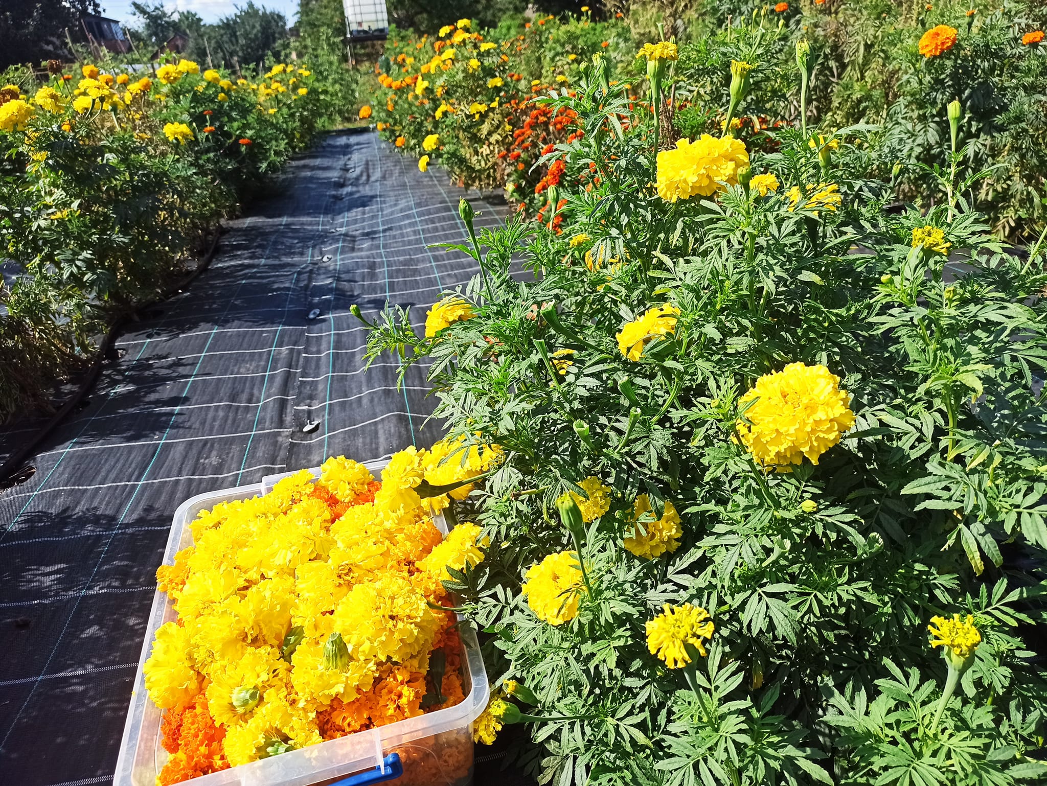 Чорнобривці і агроволокно