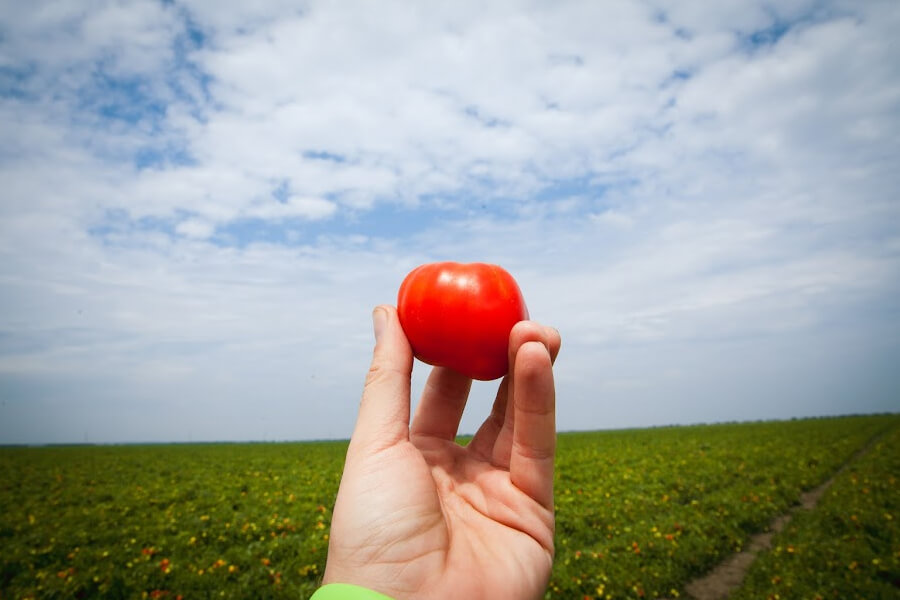 На Волині придбати помідори можна прямо в полі