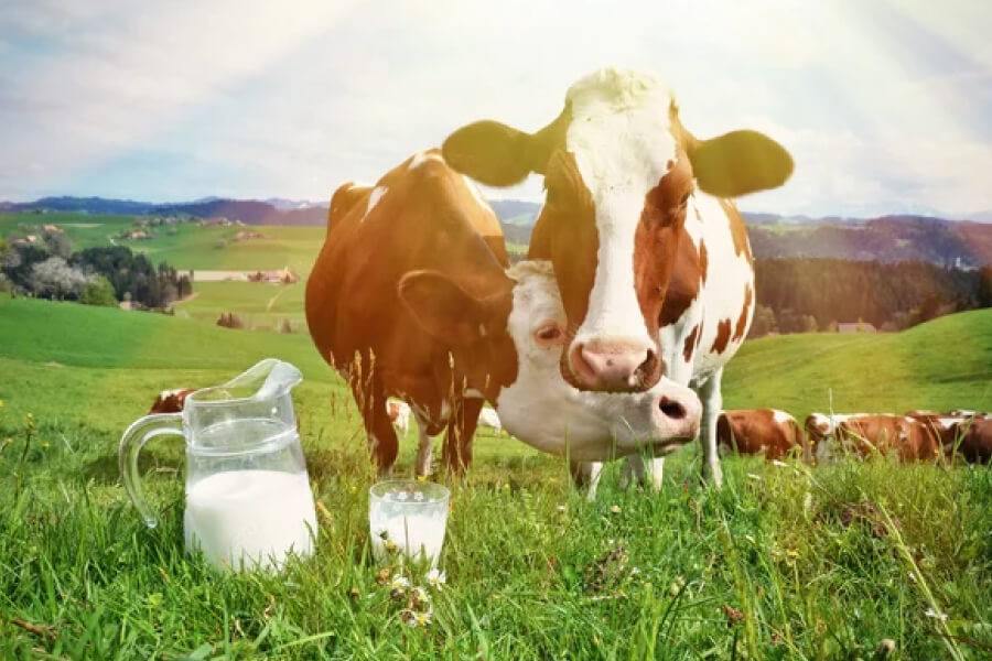 Американські вчені створили паливо з молока