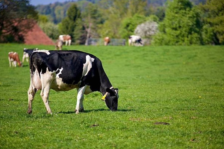 Оптимальний сухостійний період для корів складає 60 днів