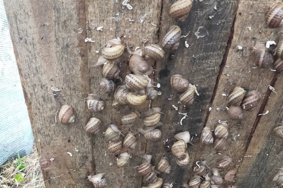 Ветеран АТО відкрив на Миколаївщині равликову ферму