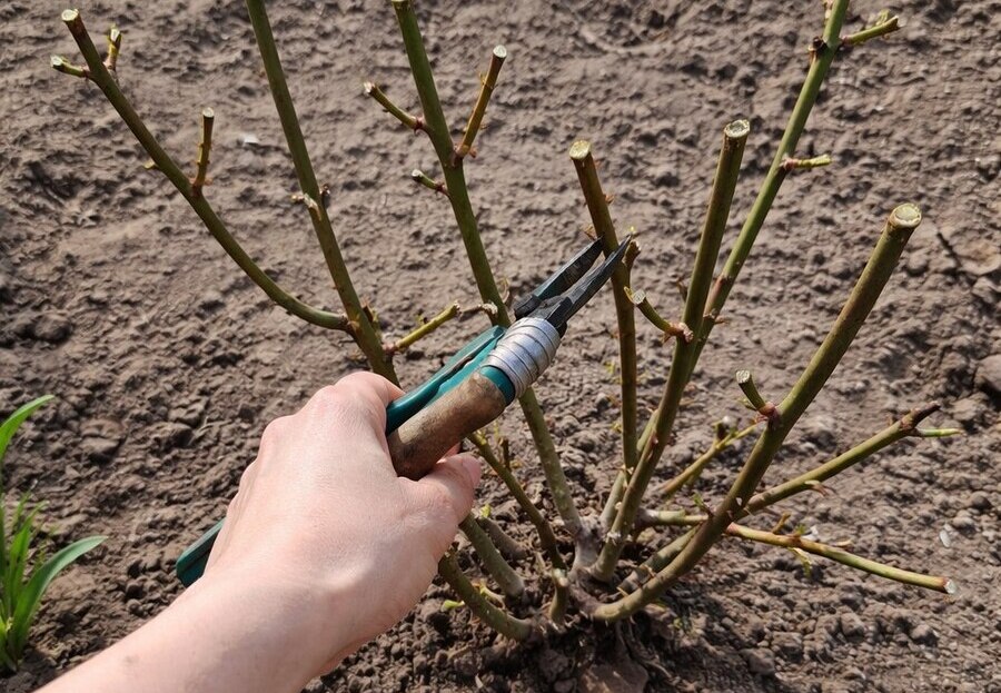  Як врятувати троянди після вимерзання: правила радикальної обрізки та схема підживлення