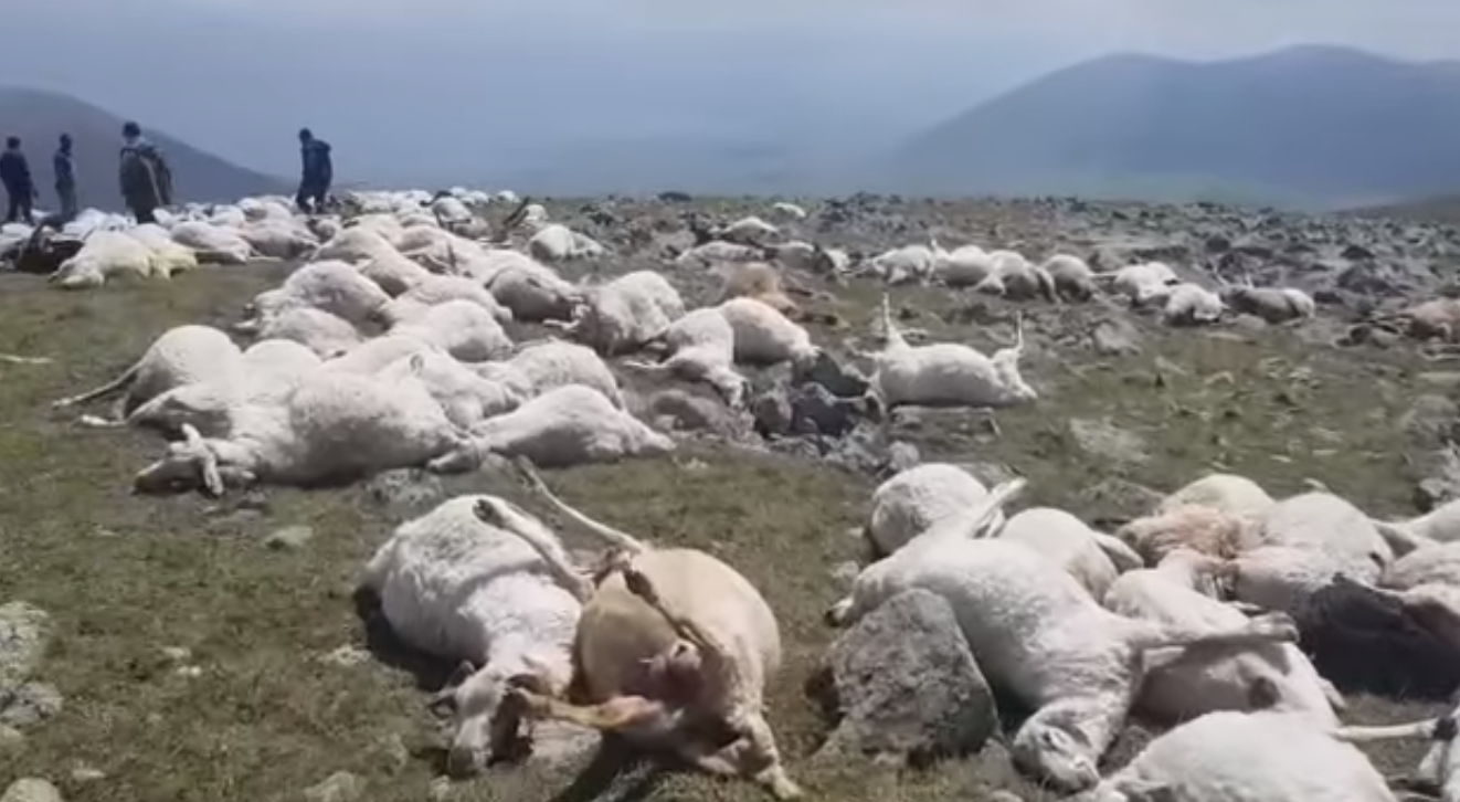 На півдні Грузії від блискавки загинуло 530 овець 