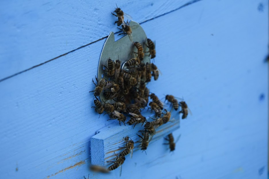 Продукти бджільництва все більше використовуються для лікування