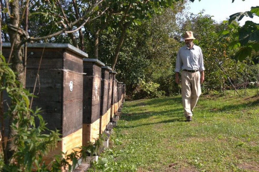 Житель села Войнилів розводить бджіл карпатської породи