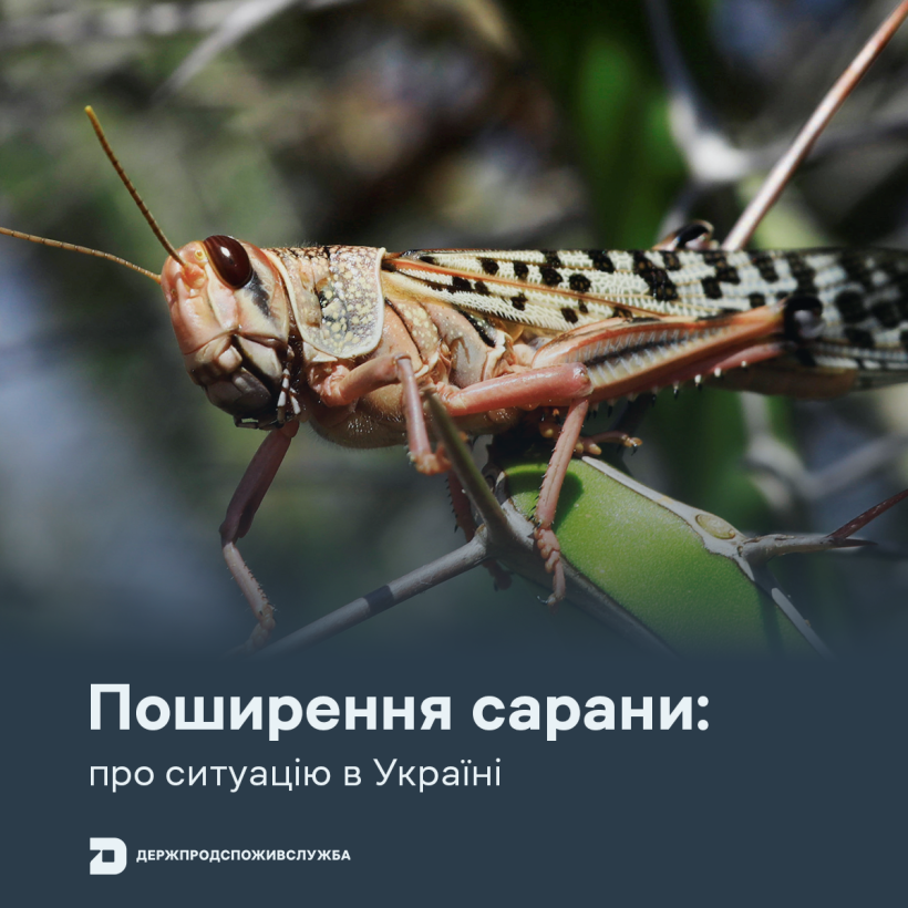 Сарана в Україні