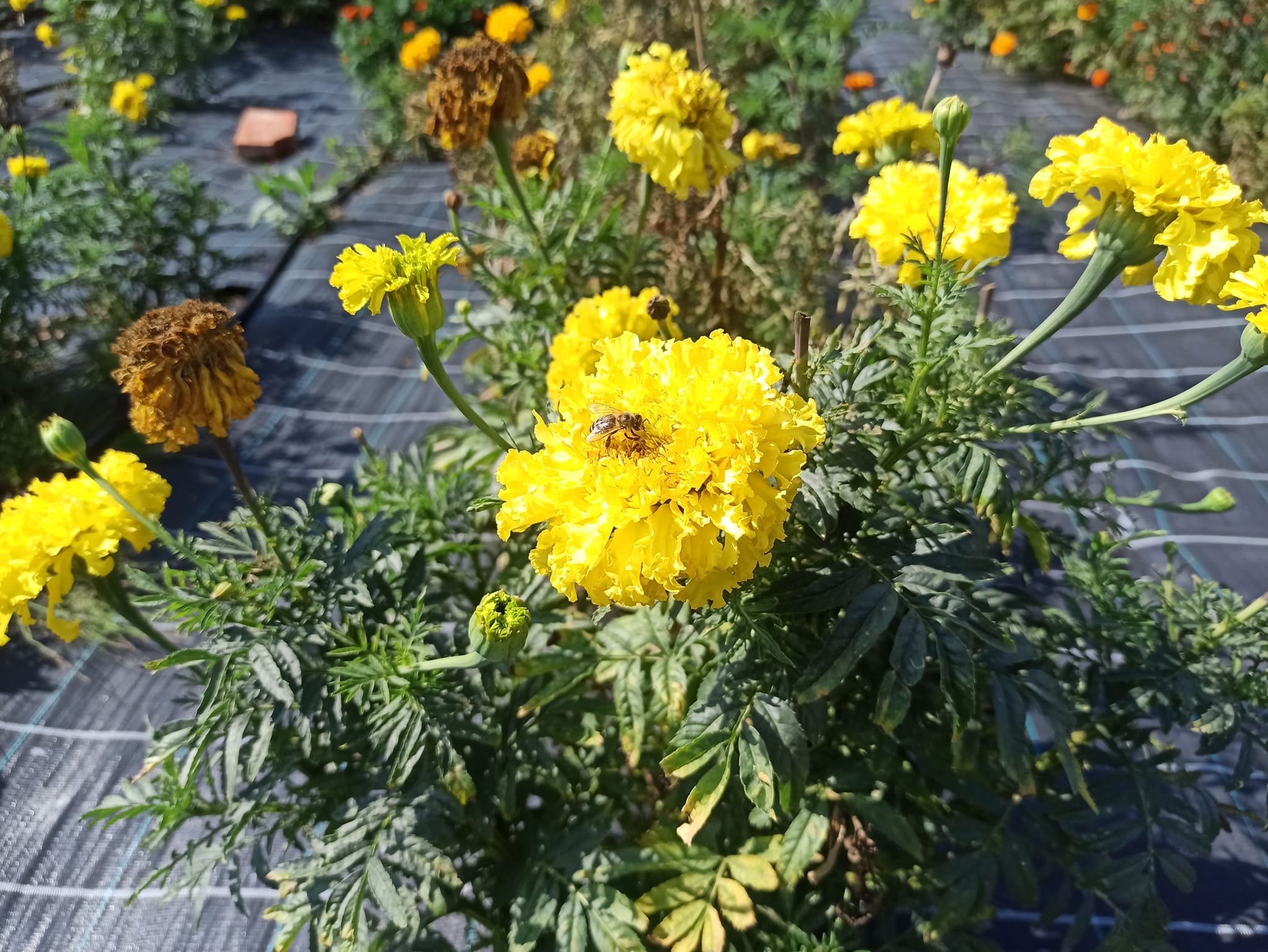 Бджола на квітці чорнобривця