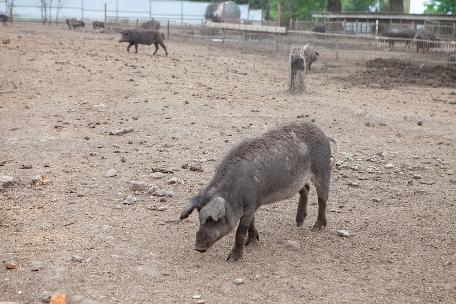 На Запоріжжі зафіксовано спалах африканської чуми у свиней
