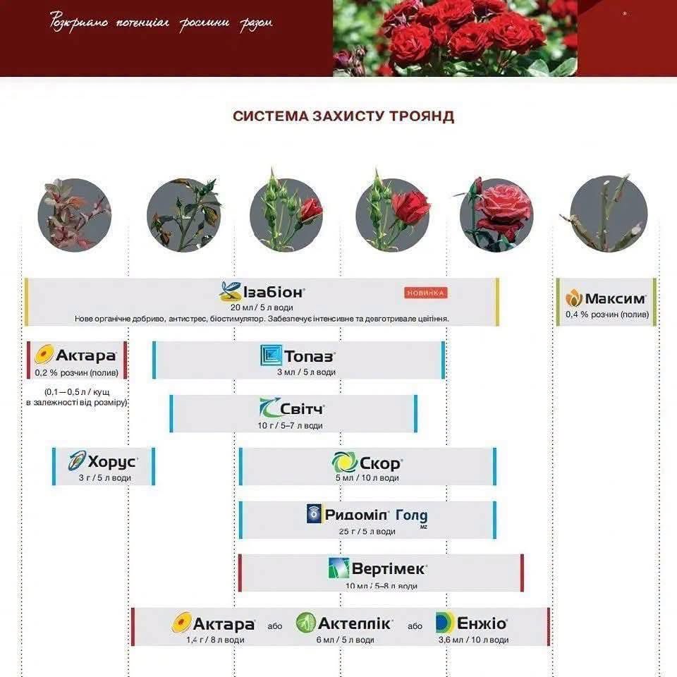 Схема захисту троянд