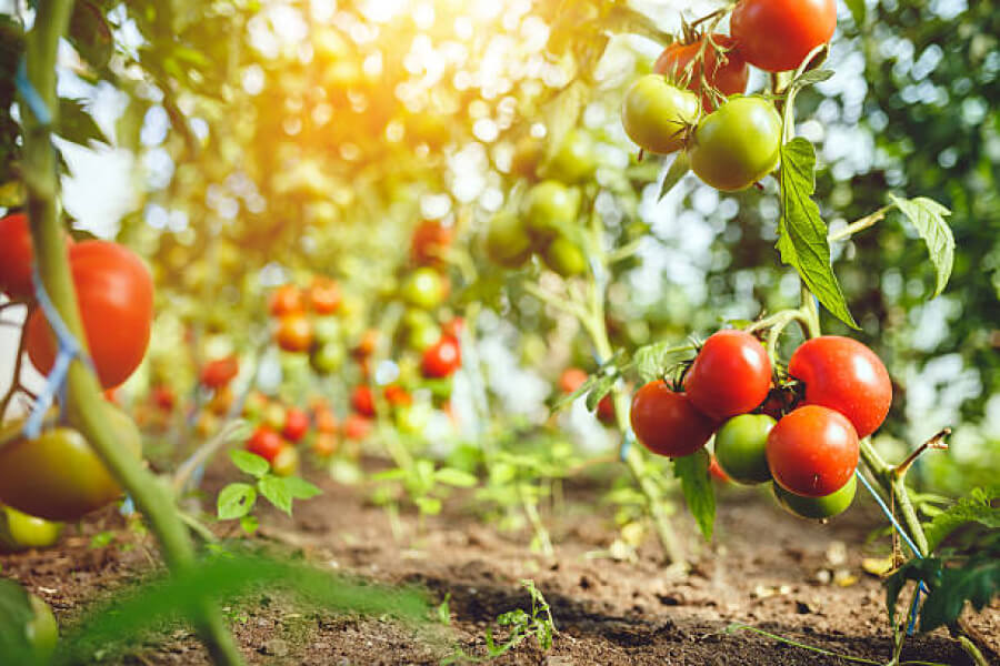 Дачникам нагадали, які добрива необхідні для вирощування помідорів