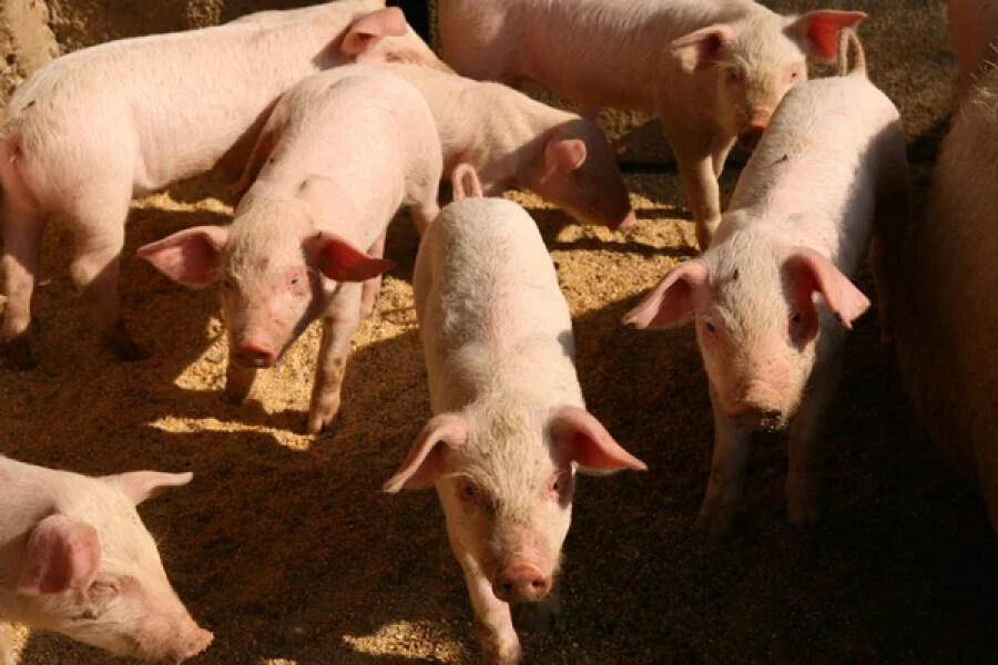 Жителі села Криничне обурені сусідством з приватною свинофермою