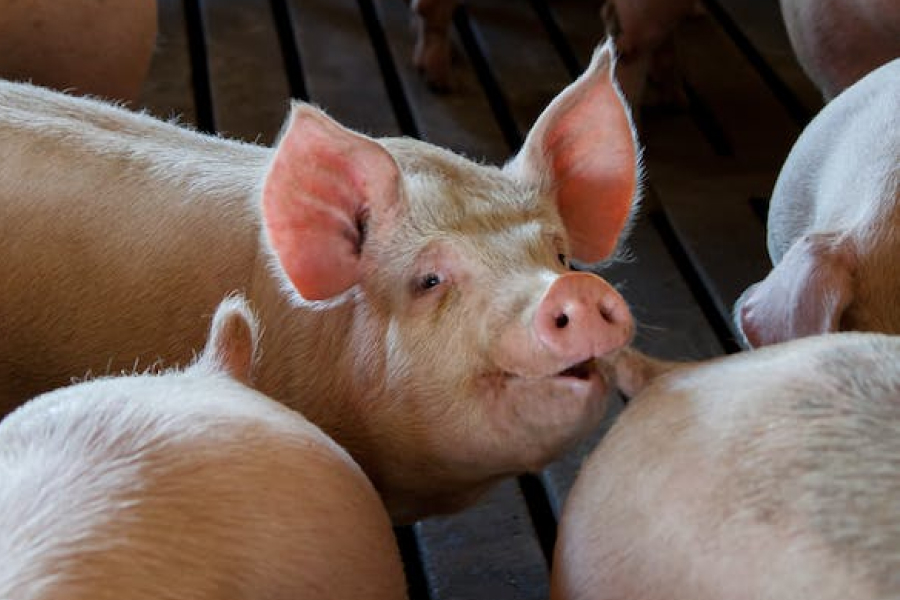 Стали відомі закупівельні ціни на живець свинини