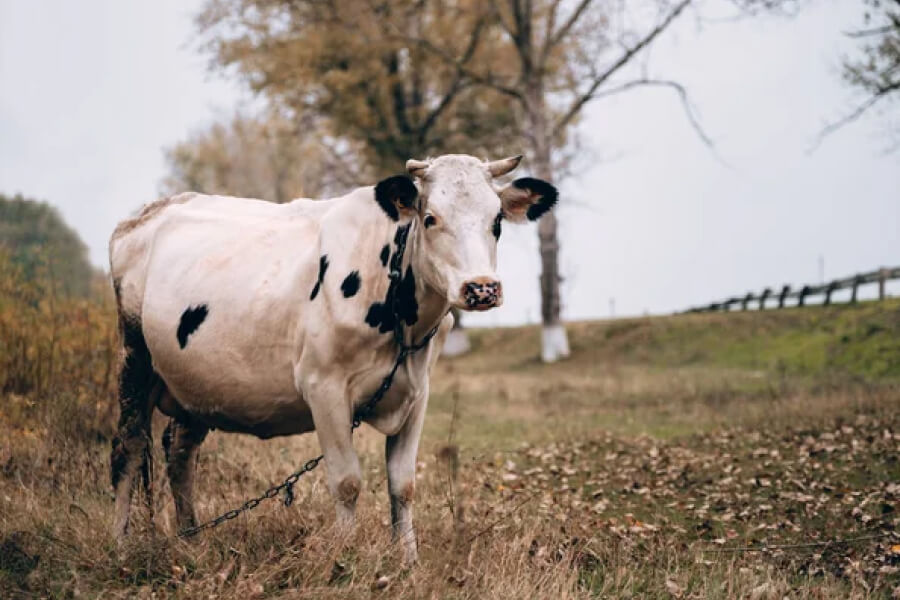 На Кіровоградщині виявили сказ у корови