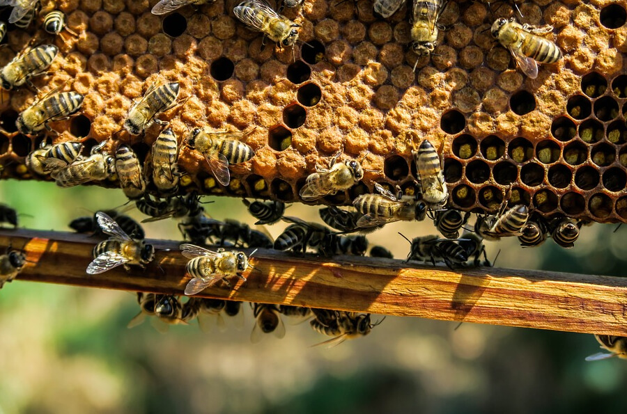Стали відомі прогнози бджільництва у 2023 році