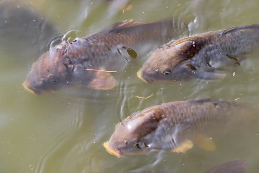 Держпідтримка на вирощування риби