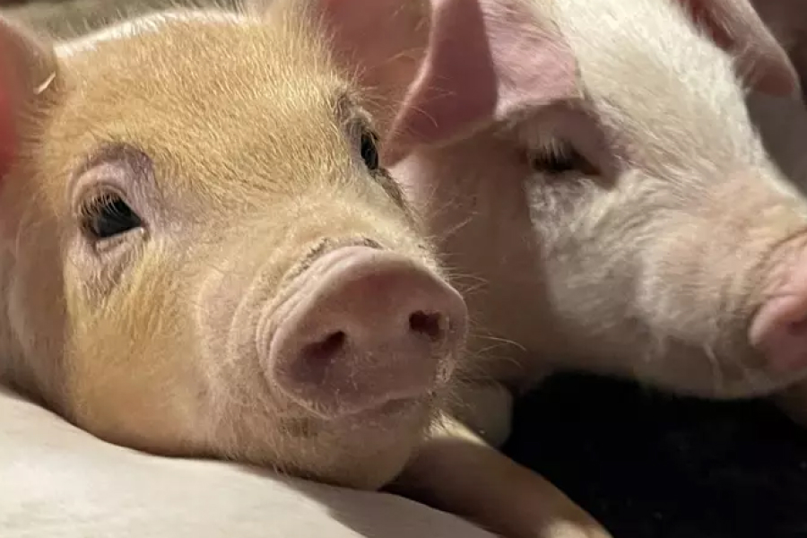 В Україні вчені вивели породу свиней Кадирівська
