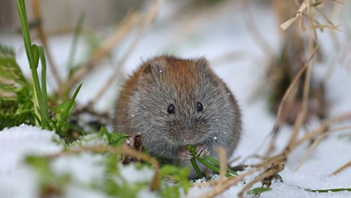 Контроль мишоподібних гризунів восени: як захистити озимі та зберегти врожай