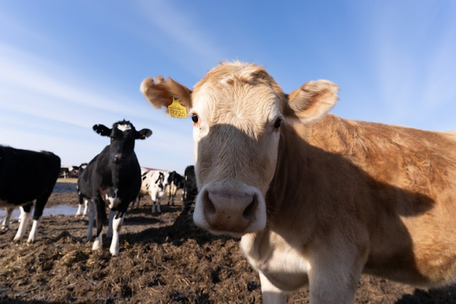 У селі Шестакове через окупацію помирають тисячі корів