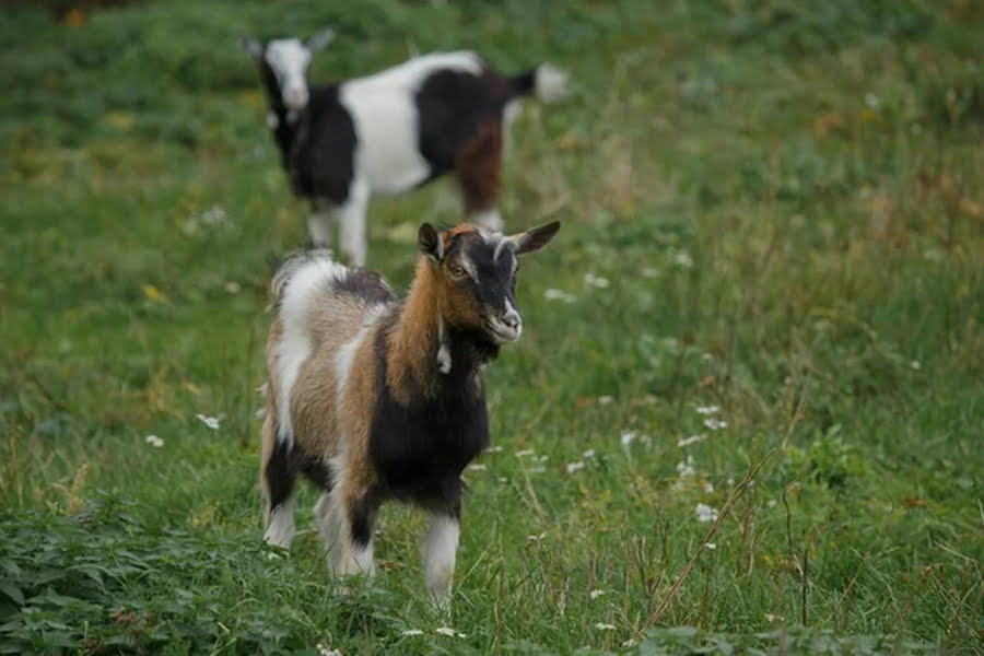 На Вінниччині створюють мегаферму на 2 тисячі кіз