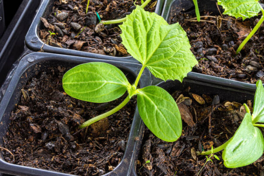Для розсади огірків варто обирати перевірене насіння