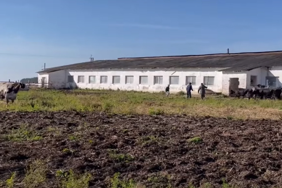На Чернігівщині евакуювали півтисячі корів