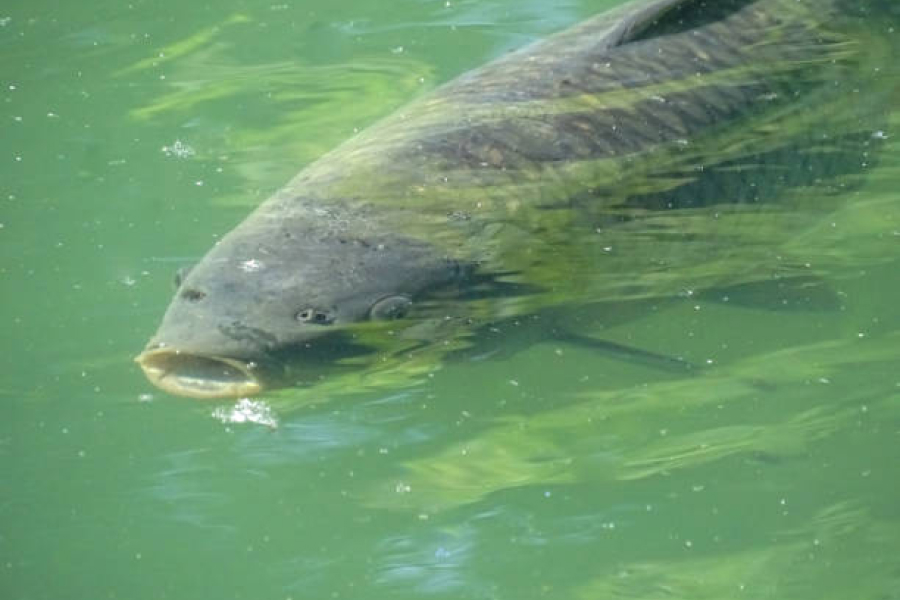 Через обстріли Херсонщини загинула риба майже на 400 мільйонів гривень