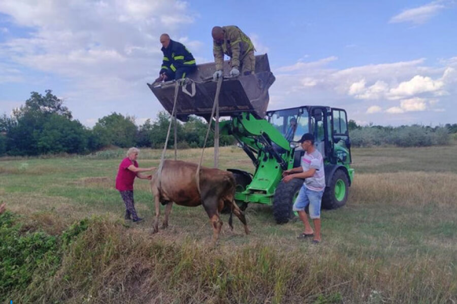 Рятувальники Зеленодольської громади допомогли корові вибратись з канави