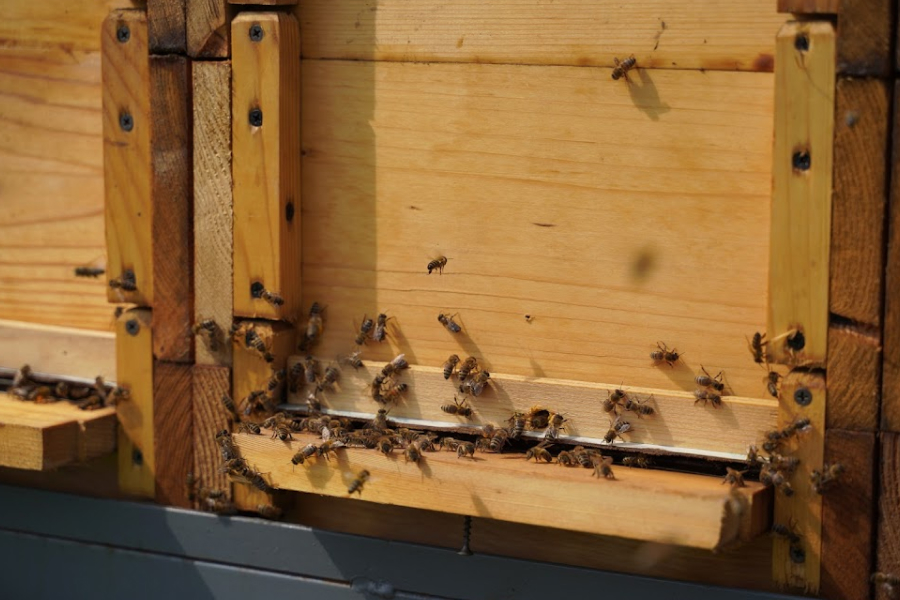 В Україні збільшились дотації за бджолосім'ї