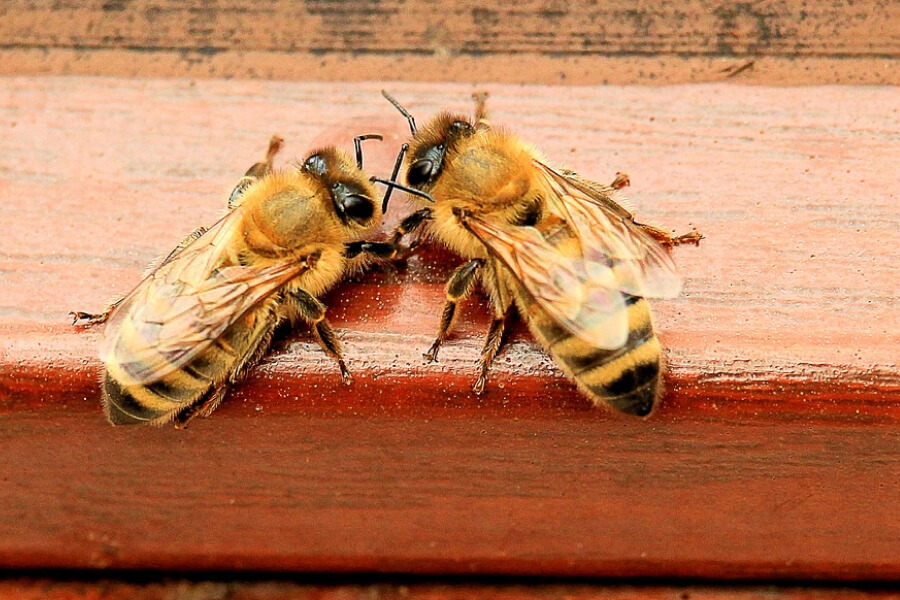 Селяни намагаються знайти винних в масовій загибелі бджіл
