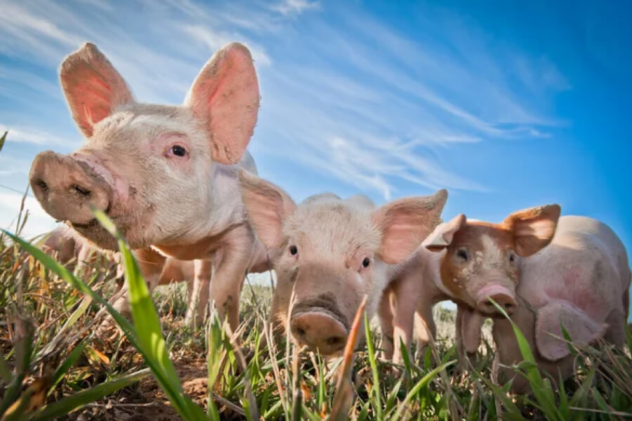 В селі Кологори страйкують проти будівництва свиноферми