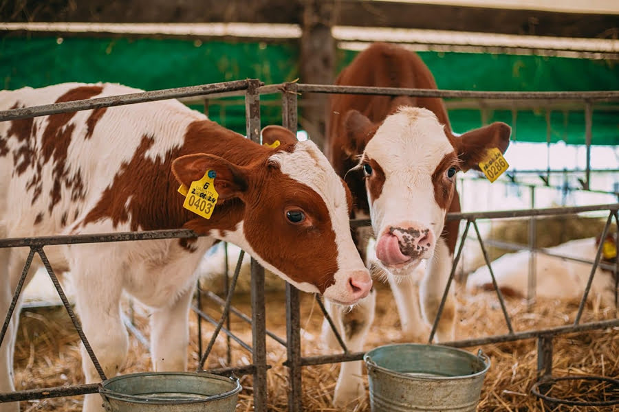 Власникам худоби нагадали про обов’язкову реєстрацію та ідентифікацію тварин