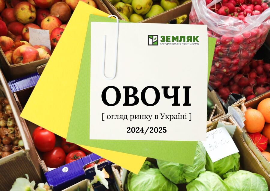 Овочевий ринок України 2024/25: підсумки агросезону та рейтинг областей-лідерів