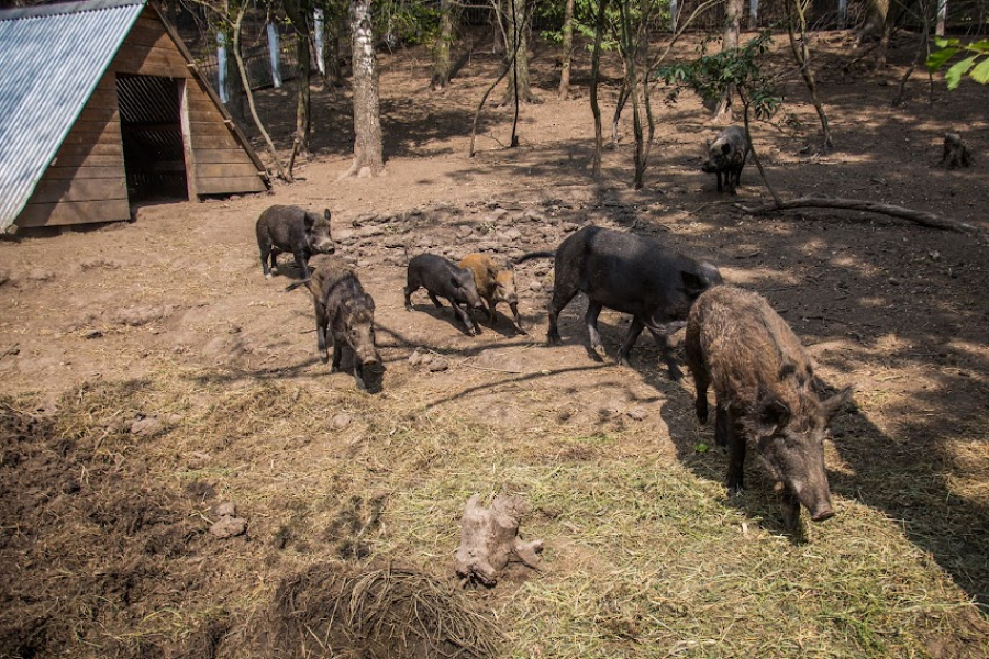 У населених пунктах Чернівецької області дикі свині нищать городину