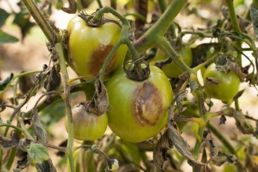 Вберегти томати від фітофтори можна за допомогою розчину з попелу